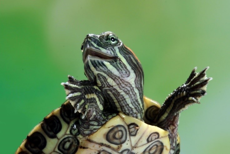 turtle portrait