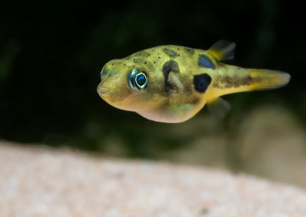 Pygmy Pufferfish
