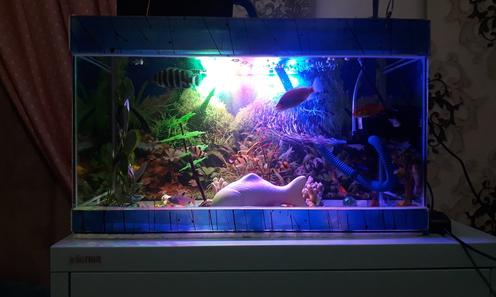 aquarium and its accessories are full of fish at night