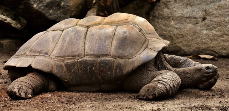 Can Tortoises Swim – How to Keep Them Safe