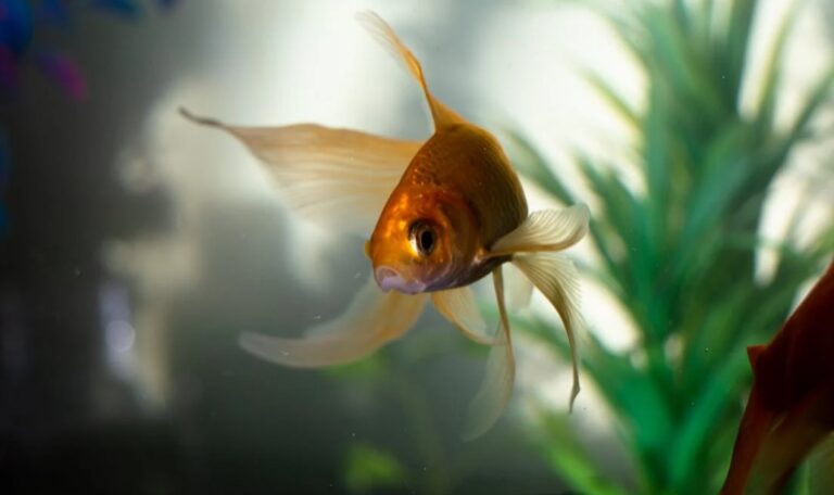 How to Save a Fish from Dying in Aquarium – What Can You Do