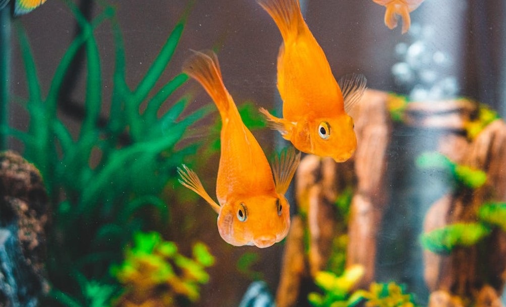 goldfishes in aquarium