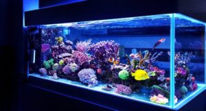 Reef Tank Phosphates For Beginners photo