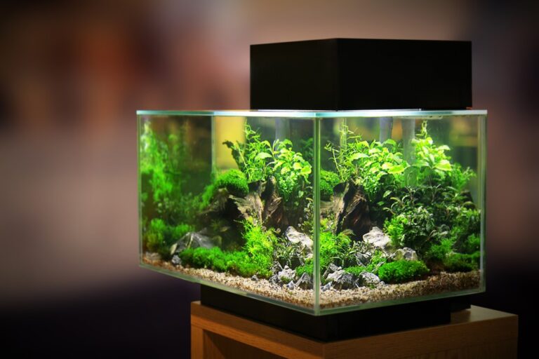 7 Ideas and Tips on How to Create a Modern Aquarium