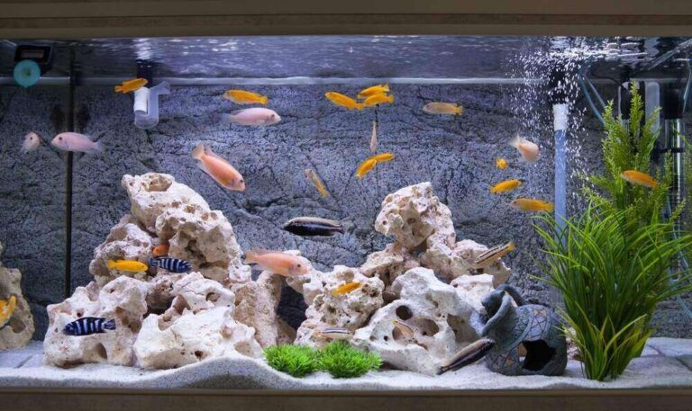 Saltwater Aquarium vs Freshwater Tank – What Are the Differences?