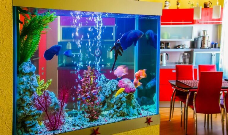 How to Clean Fish Tank Decorations and Aquarium Plants