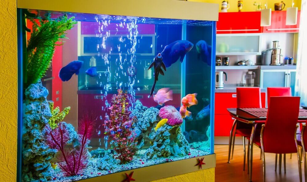 aquarium with colorful fish in a room to modern apartment
