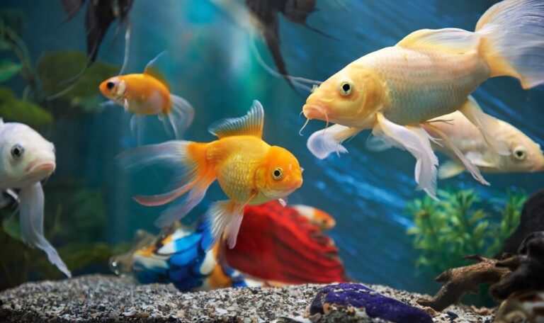 aquarium colourful fishes in dark deep blue water