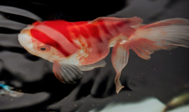 Illustration of Koi Pond Water Plant Care Tips