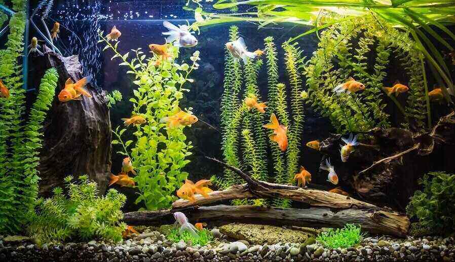 green beautiful planted tropical freshwater aquarium with fishes