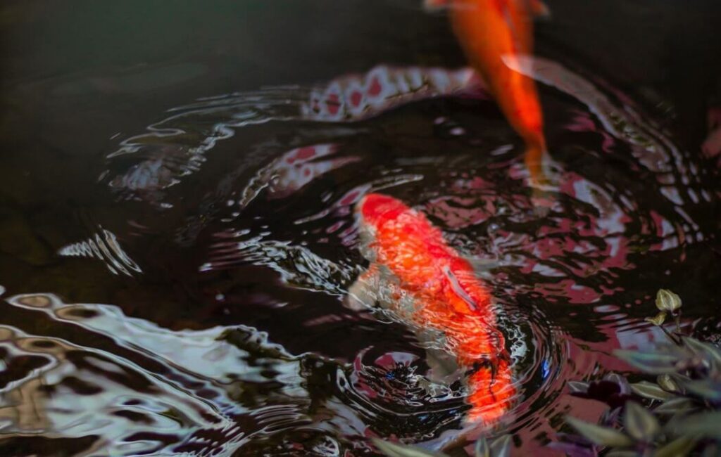 red koi fish in pond