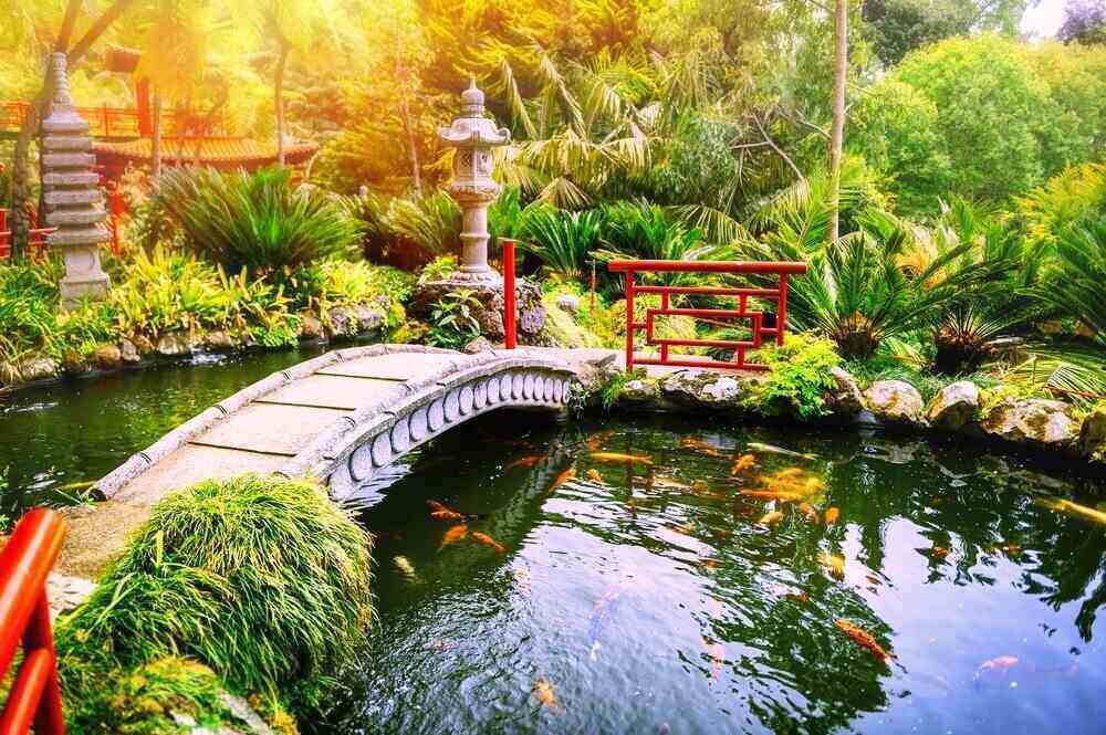 garden with swimming koi fishes in pond