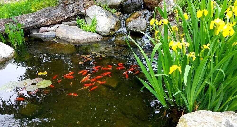 small japanese koi in pond near surface