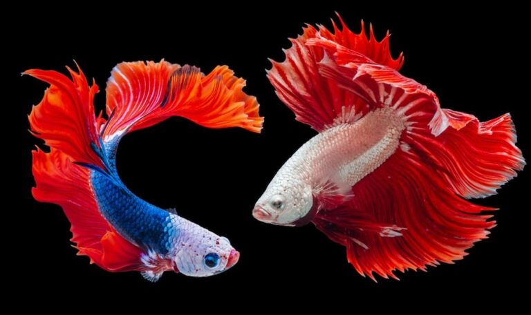 10 Low Maintenance Fish for Beginners