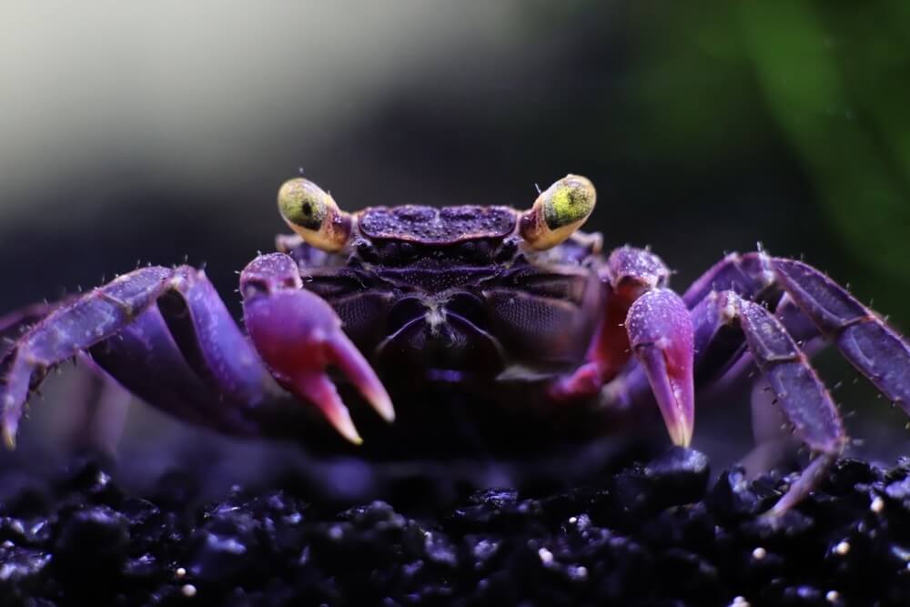 purple vampire crab