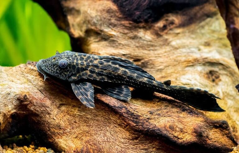 Pet Fishes That Live Long - What Pet Fish Lives the Longest