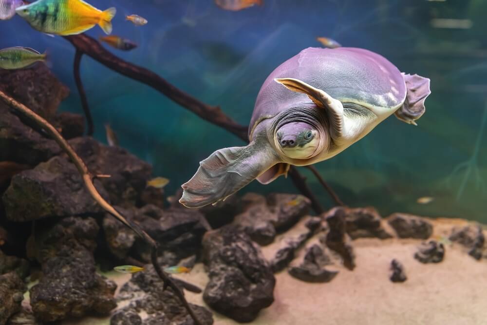 turtle carettochelys insculpta swims underwater