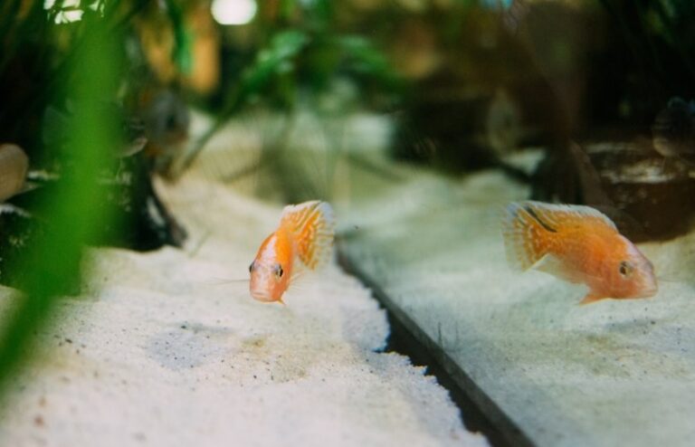 orange fishes in tank